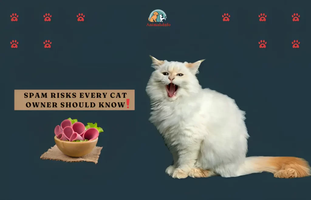 Spam Risks Every Cat Owner Should Know