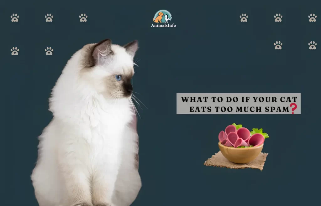 What to Do If Your Cat Eats Too Much Spam