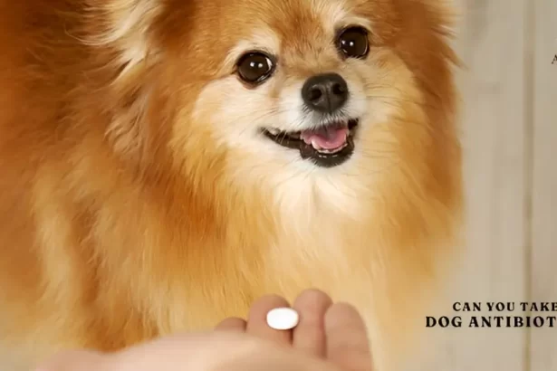 amoxicillin for dogs without vet prescription