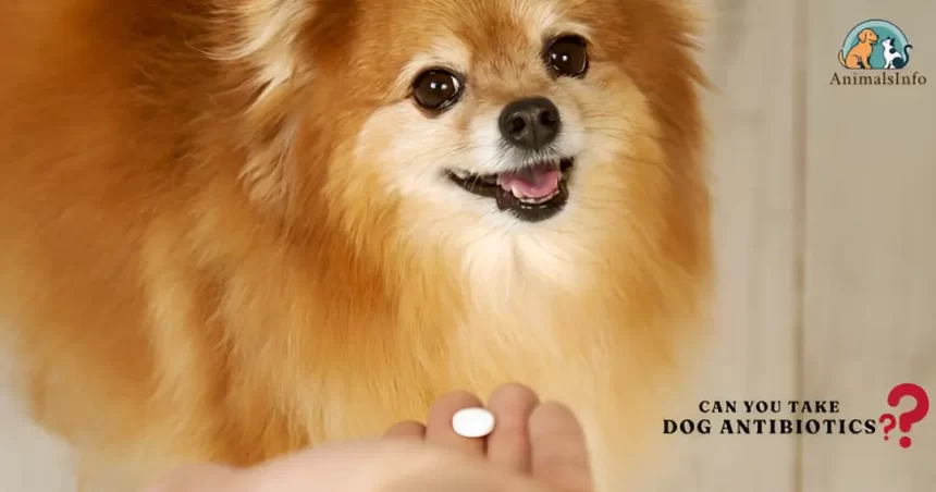 amoxicillin for dogs without vet prescription