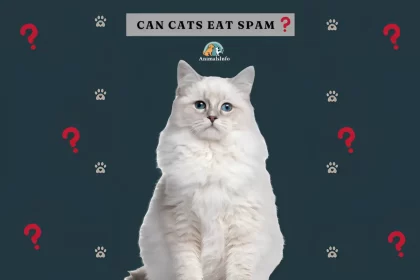 can cats eat spam