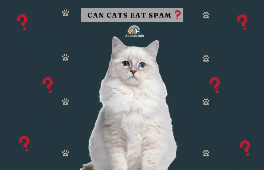can cats eat spam