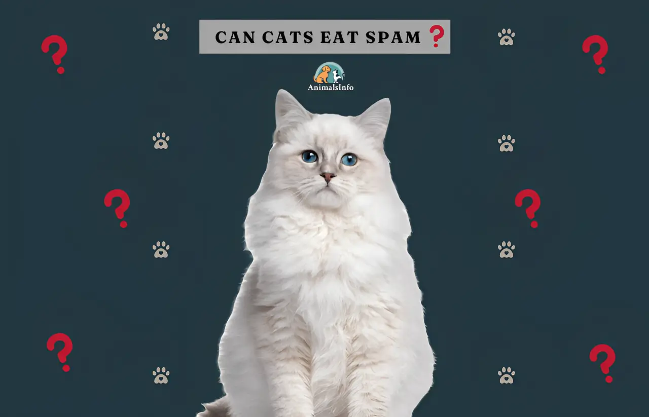 can cats eat spam