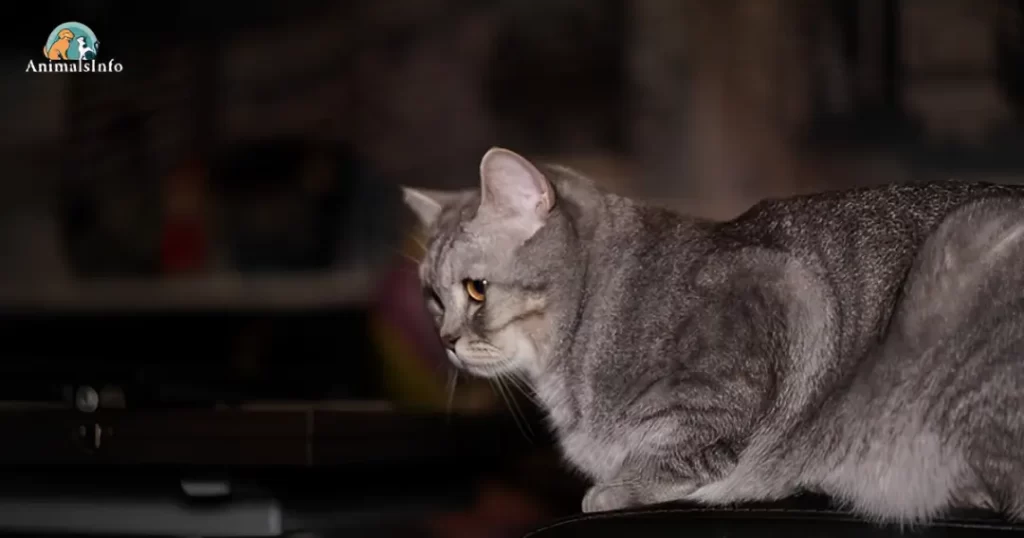 can cats taste spicy

