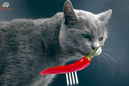 can cats taste spicy