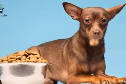 can dogs eat nutter butters