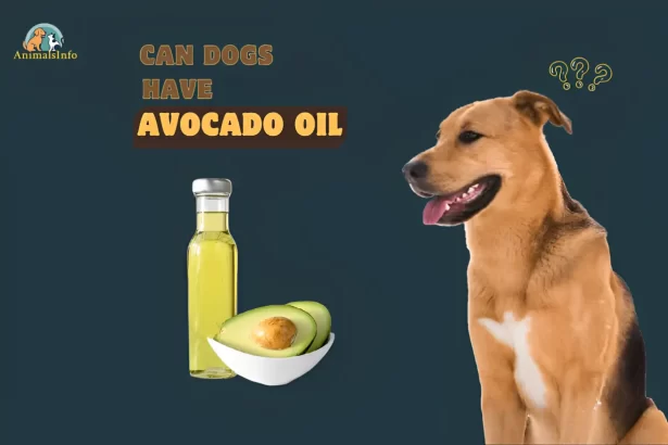 can dogs have avocado oil
