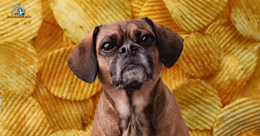 can dogs have fritos