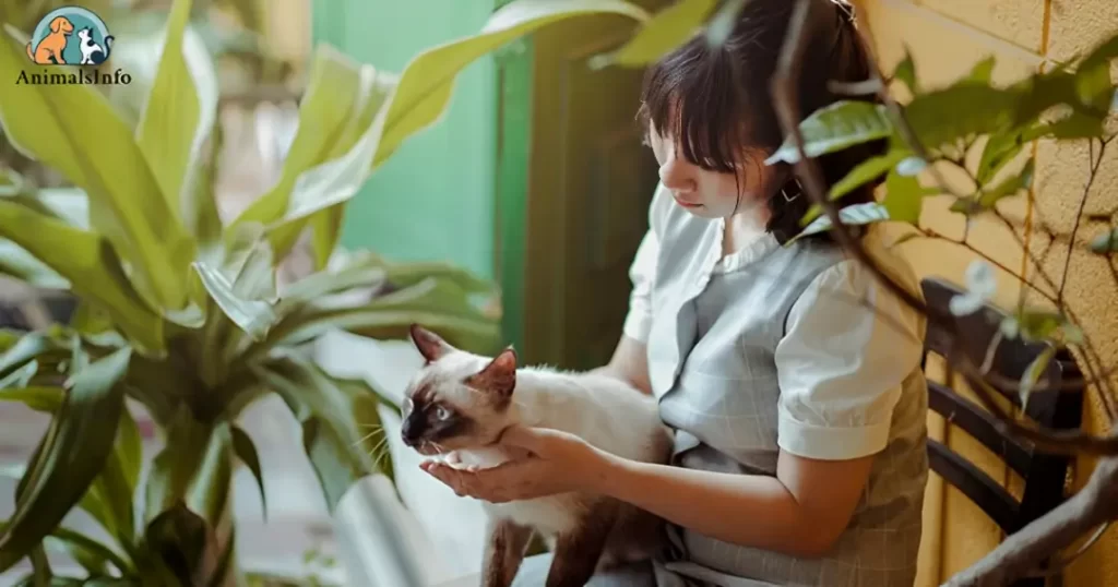 is monstera toxic to cats

