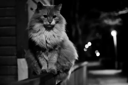 black smoke maine coon cat