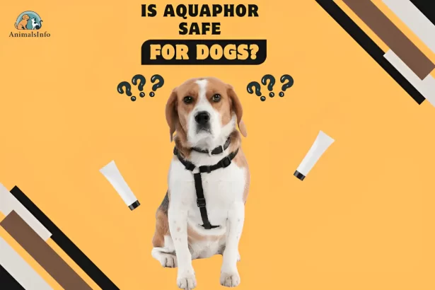is aquaphor safe for dogs