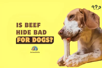 is beef hide bad for dogs