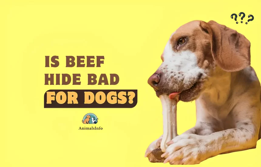 is beef hide bad for dogs