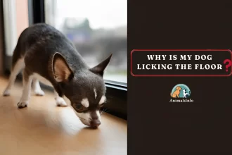 why is my dog licking the floor