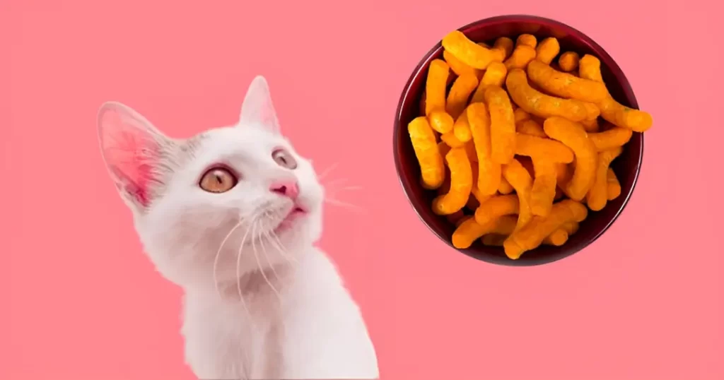 Can Cats Eat Cheetos