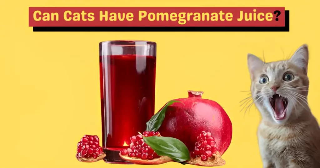 Can Cats Have Pomegranate Juice? - Also Can Cats Eat Pomegranate?