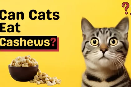can cats eat cashews
