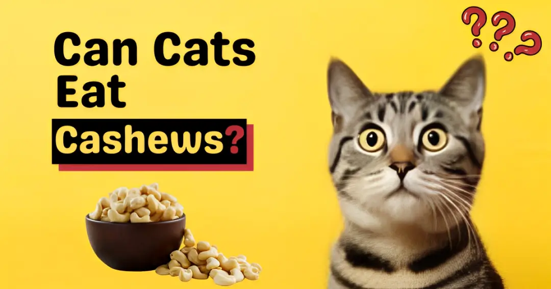 can cats eat cashews