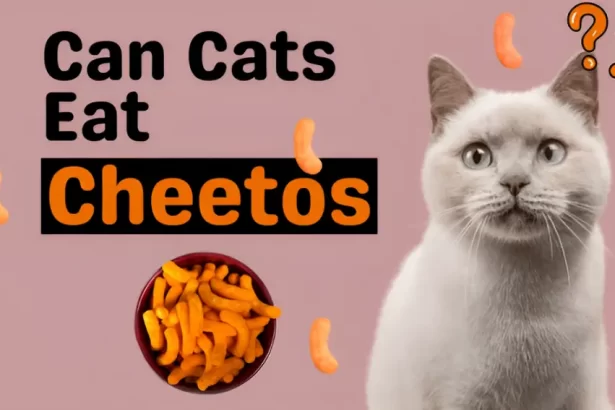 can cats eat cheetos
