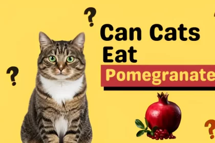 can cats eat pomegranate