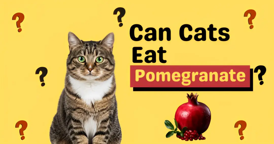 can cats eat pomegranate