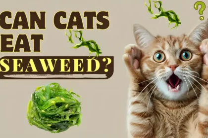 can cats eat seaweed