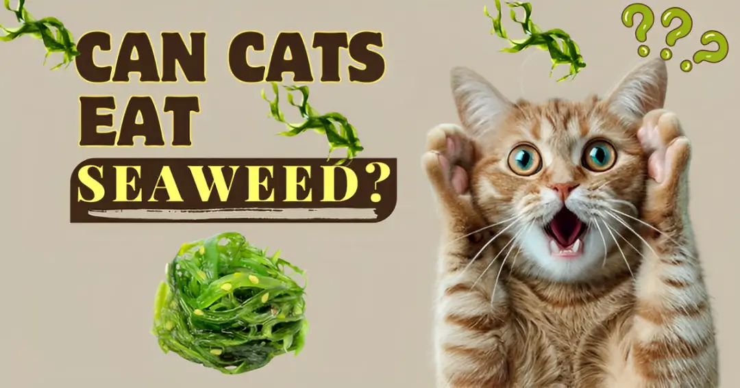 can cats eat seaweed