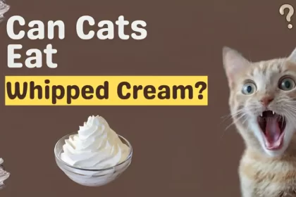 can cats eat whipped cream