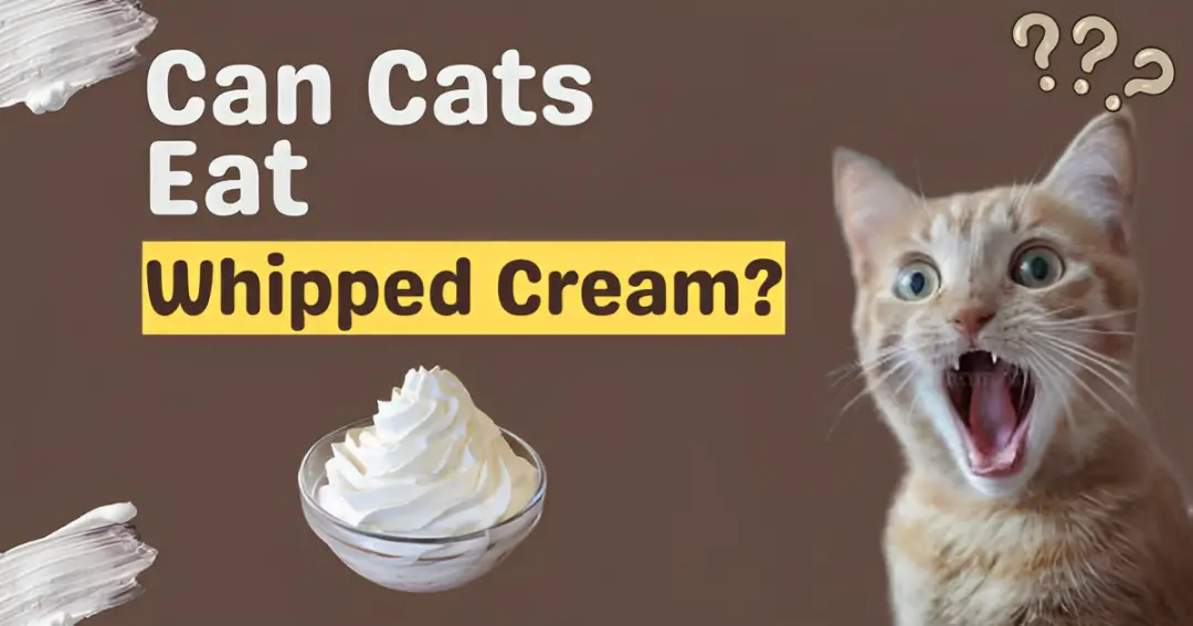 can cats eat whipped cream