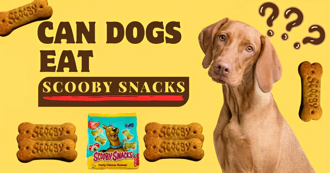 can dogs eat scooby snacks