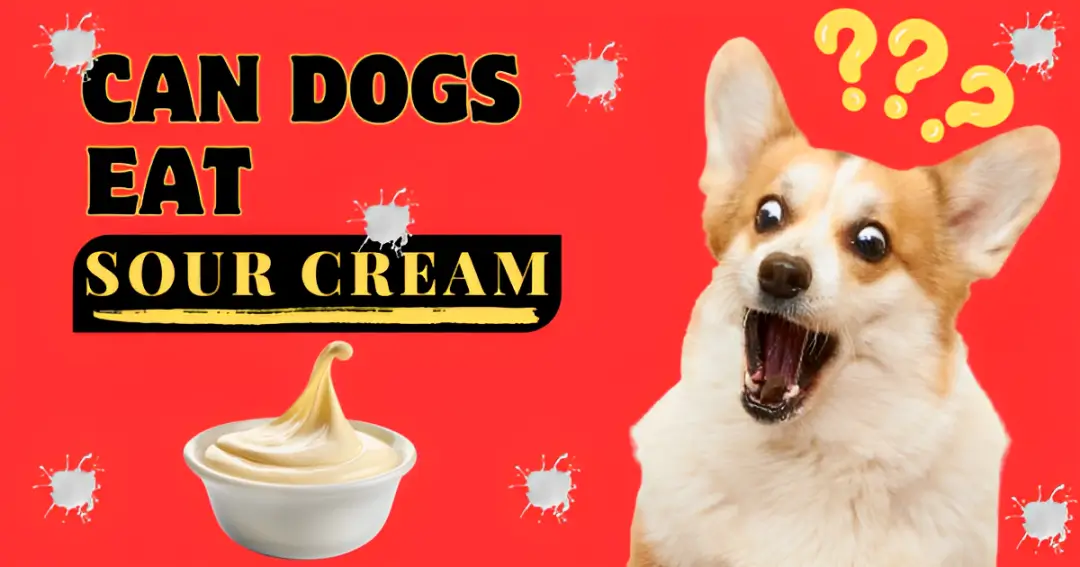 can dogs eat sour cream
