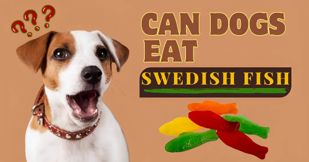 can dogs eat swedish fish