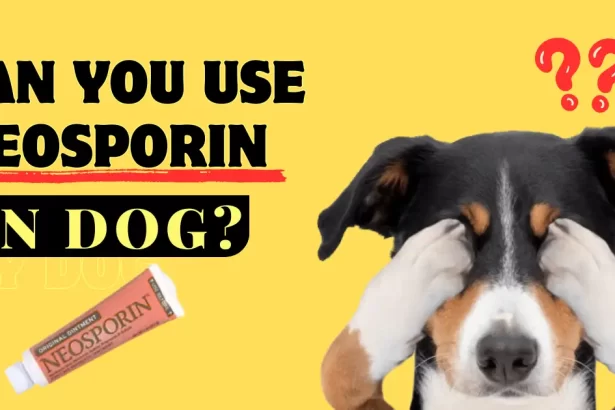 can i use neosporin on my dog
