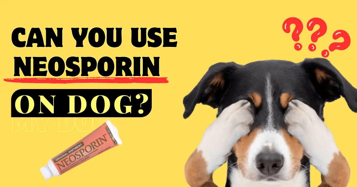 can i use neosporin on my dog