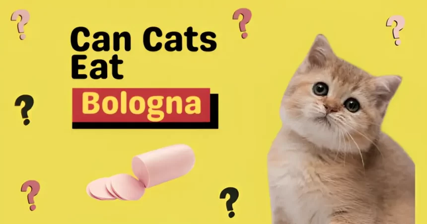 can cats eat bologna