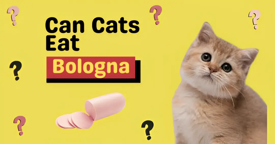 can cats eat bologna