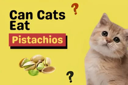 can cats eat pistachios