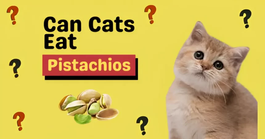 can cats eat pistachios