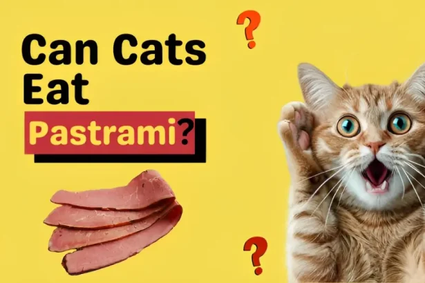 can cats eat pastrami