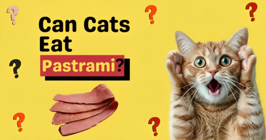 can cats eat pastrami
