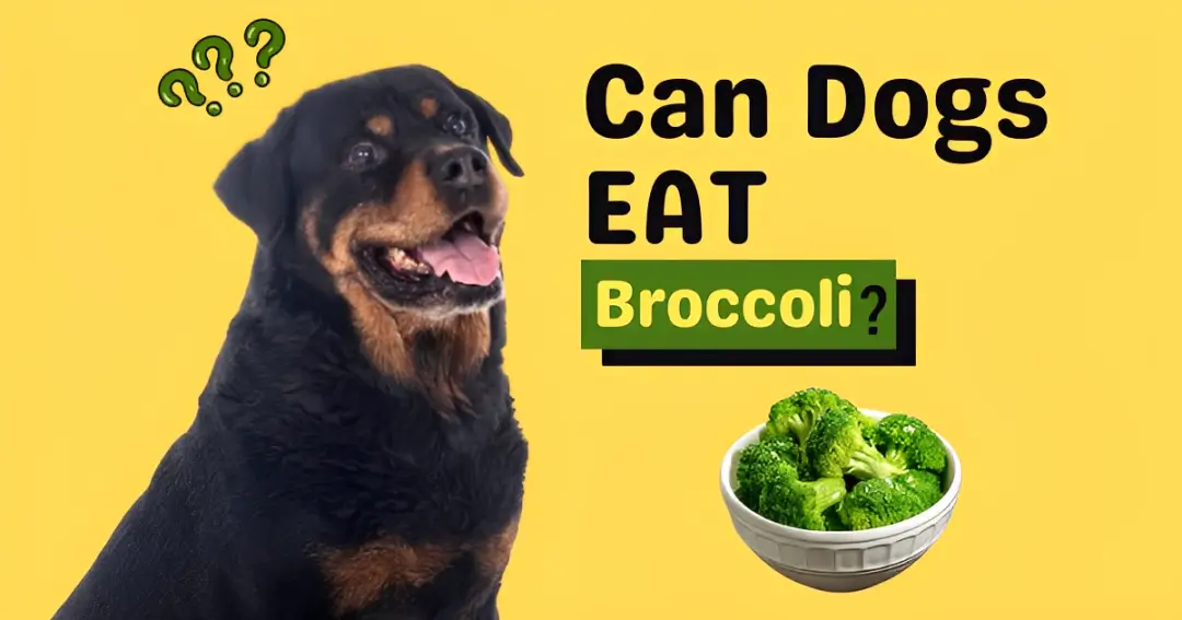 can dogs eat broccoli