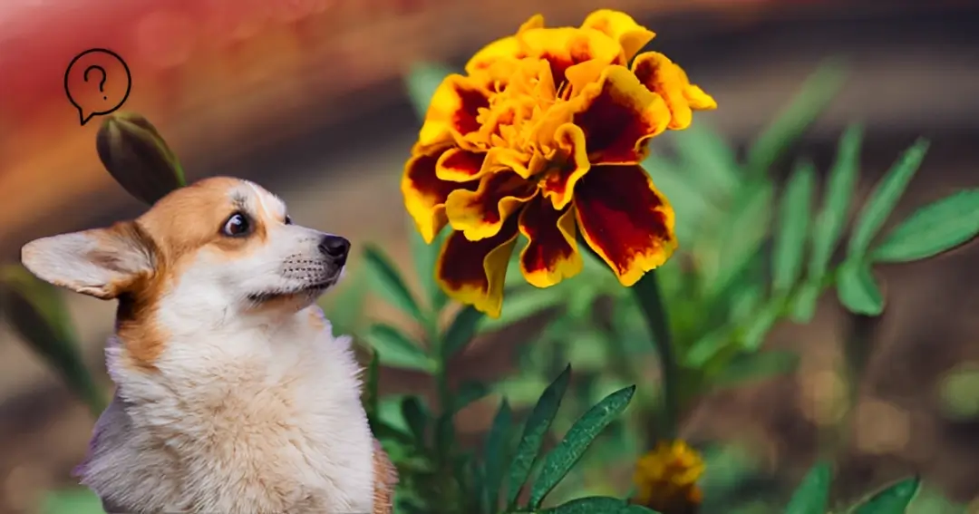 Are Marigolds Poisonous to Dogs