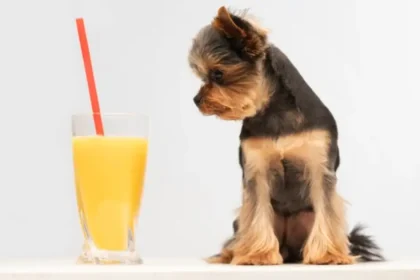 Can Dogs Drink Gatorade