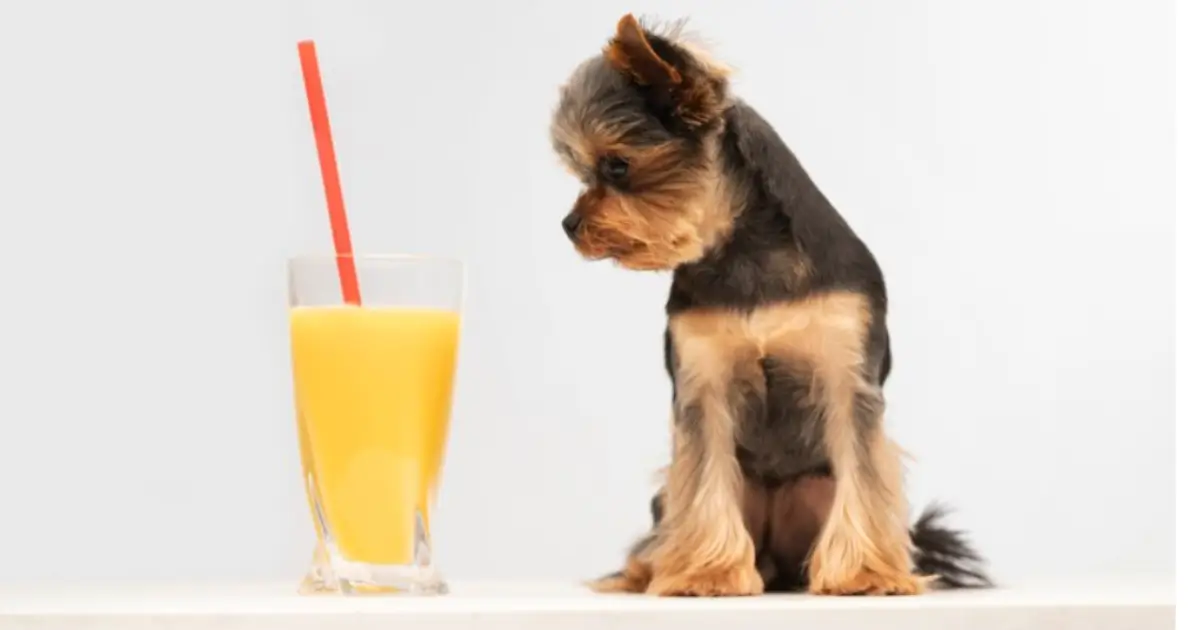 Can Dogs Drink Gatorade
