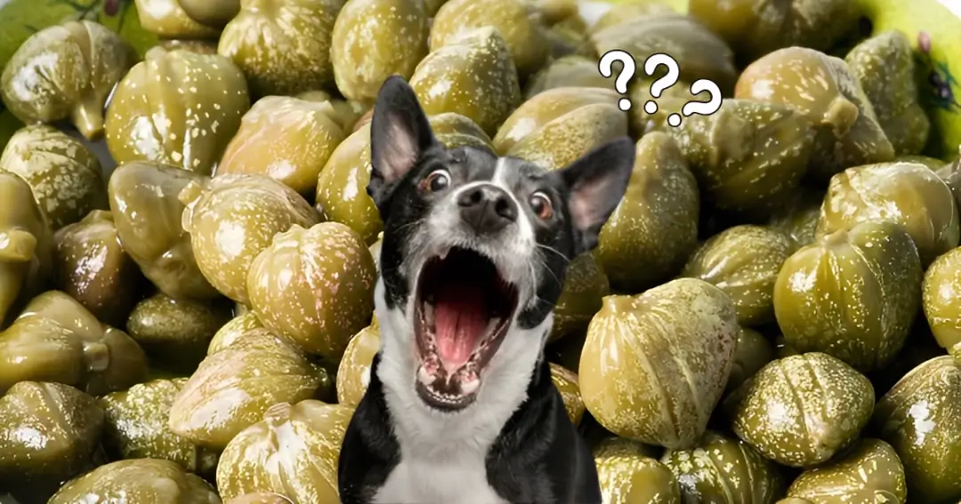Can Dogs Eat Capers