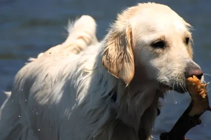 Can Dogs Eat Crab