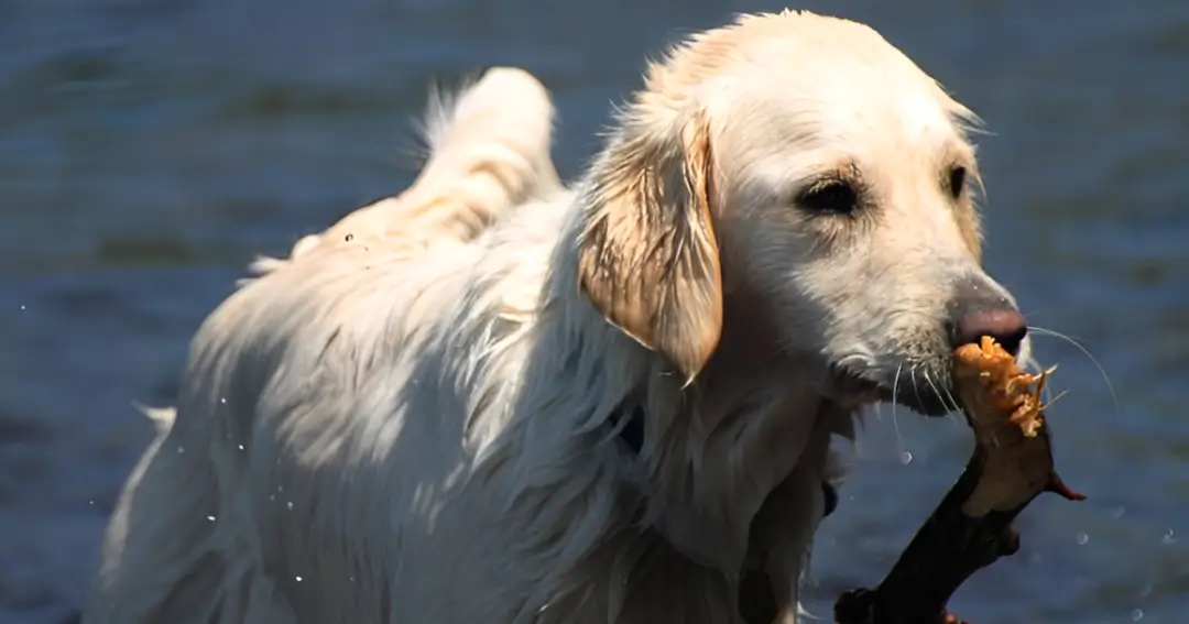Can Dogs Eat Crab