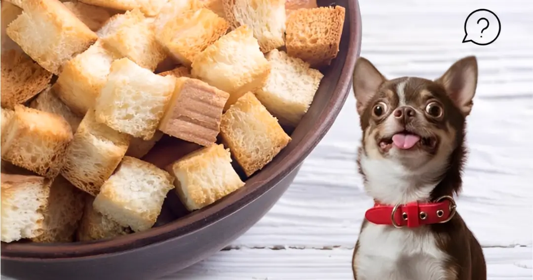 Can Dogs Eat Croutons