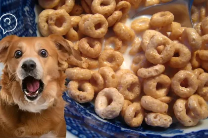 Can Dogs Eat Honey Nut Cheerios