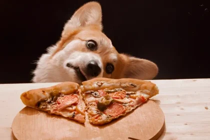 Can Dogs Eat Pizza Rolls